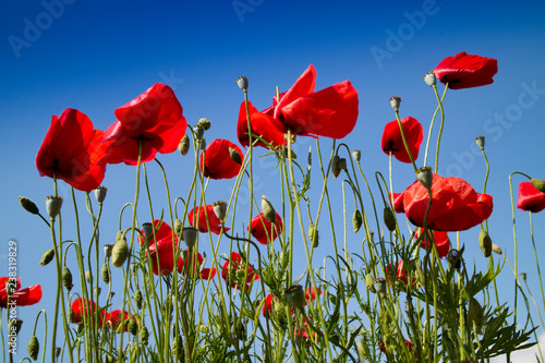 Fototapeta Naklejka Na Ścianę i Meble -  The poppy at the end of flowering