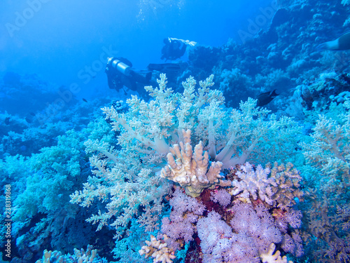 Colorful coral reef at the bottom of tropical sea, underwater landscape