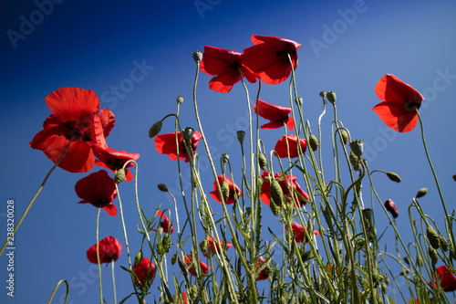 Fototapeta Naklejka Na Ścianę i Meble -  The poppy at the end of flowering