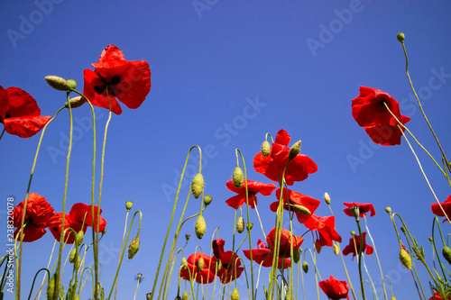 Fototapeta Naklejka Na Ścianę i Meble -  The poppy at the end of flowering