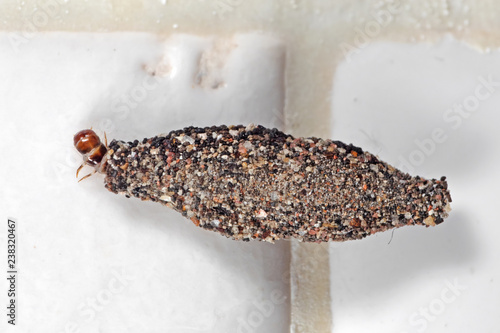 Macro Photo of Case Bearing Clothes Moth on White Wall