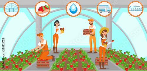 Harvesting Strawberries in Greenhouse. Vector.