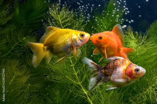Schilderij op canvas Goldfish