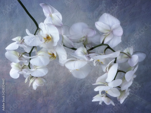 Beautiful white orchid branch on the blue background