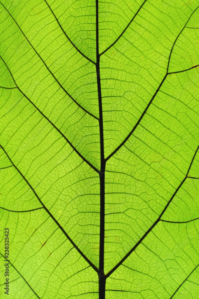 Rich green leaf texture see through symmetry vein structure, natural texture concept Rich green leaf texture see through symmetry vein structure, natural texture concept
