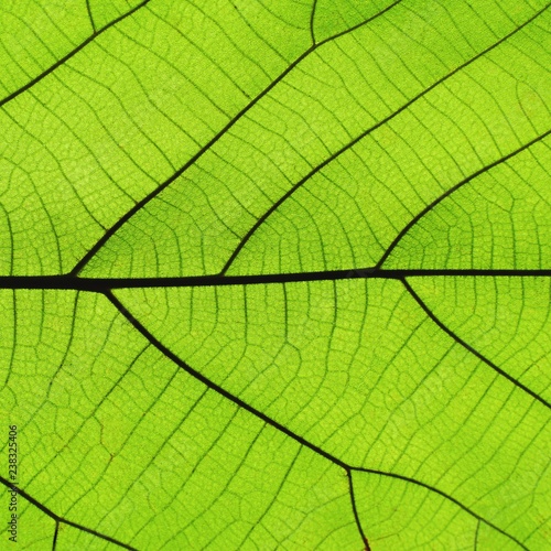Rich green leaf texture see through symmetry vein structure, 1:1, natural texture concept
