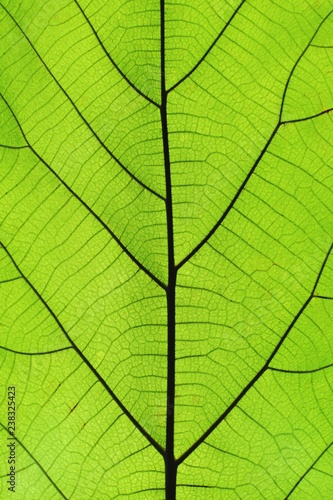 Rich green leaf texture see through symmetry vein structure, natural texture concept