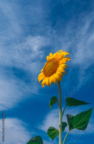 Fototapeta Naklejka Na Ścianę i Meble -  sunflower summer flower close-up, against a background of clouds.