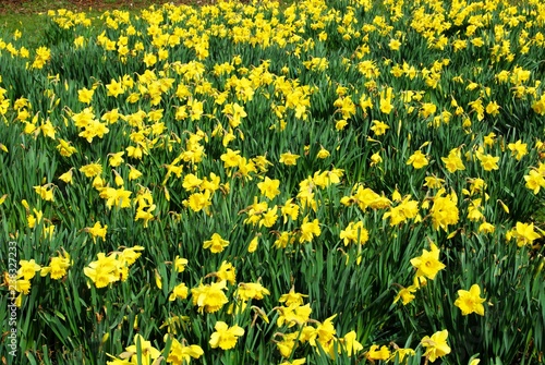 Field of yellow daffodils in full bloom, UK.