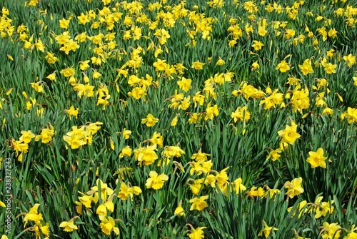 Field of yellow daffodils in full bloom  UK.