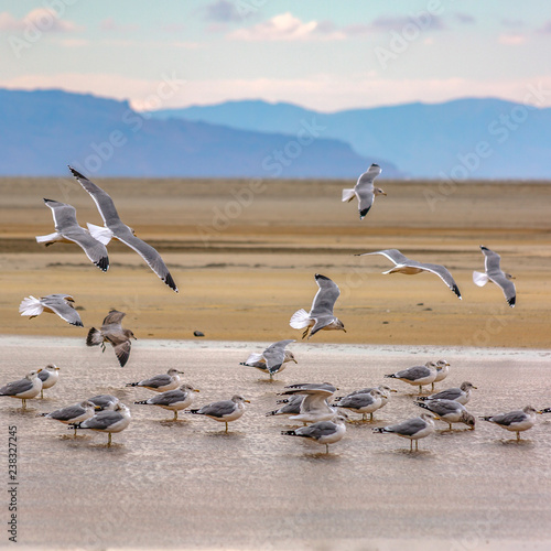 Photography Flock of birds in the Great Salt Lake in Utah
