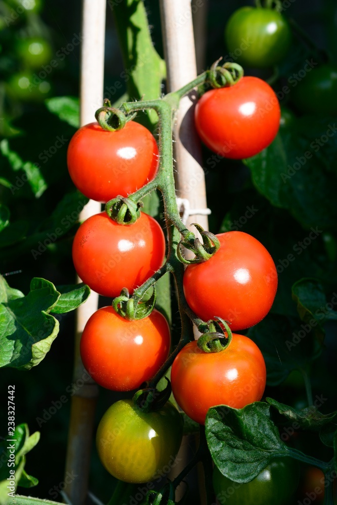 Alicante tomatoes ripening on the plant.