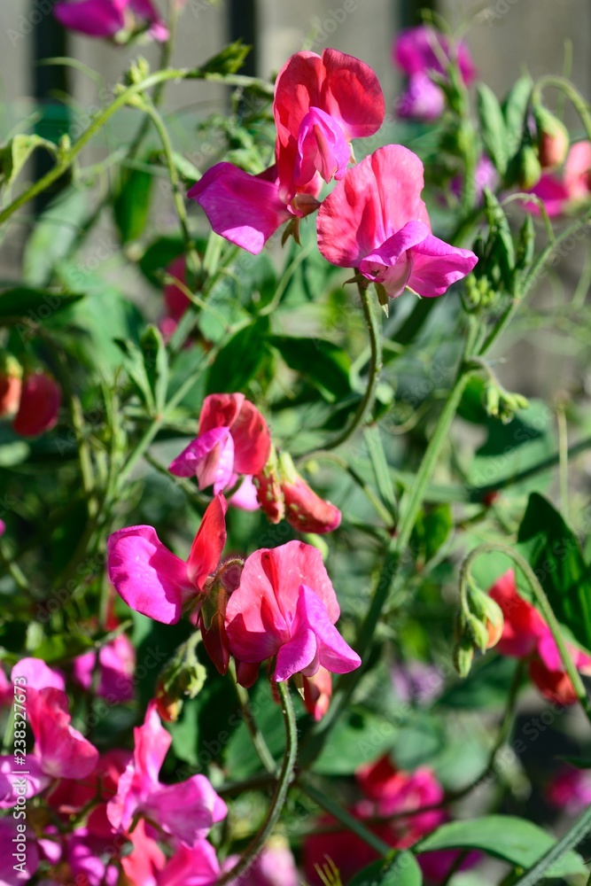 Pretty pink sweet pea plant in full bloom Pretty pink sweet pea plant in full bloom