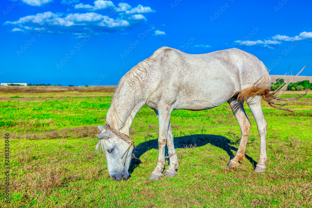 young white horse grazing on the green field young white horse grazing on the green field