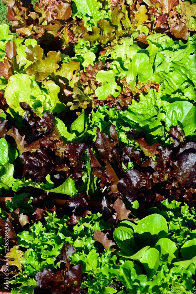 Fototapeta premium Young lettuce leaves food background.