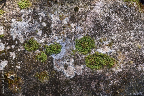 green moss in nature