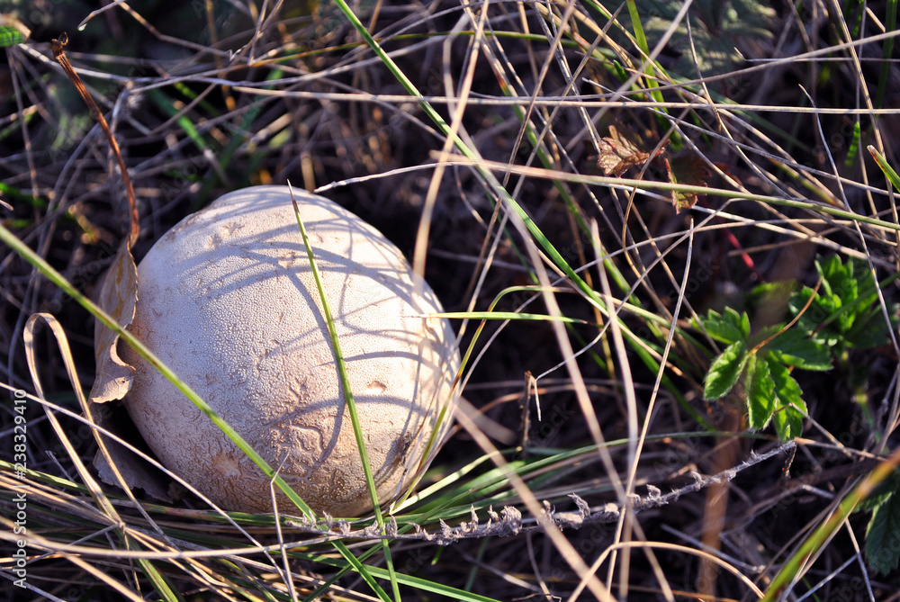 Obraz premium Champignons (Agaricus bisporus) mushroom, growing wild in green grass, top view