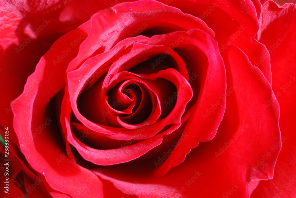 Rote Rose Rote Rose