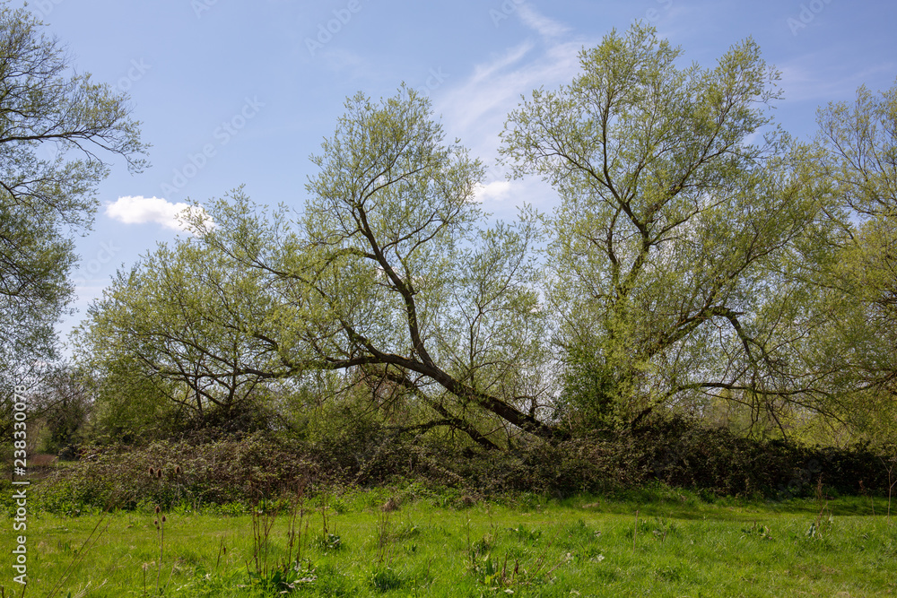 Fallen Tree Fallen Tree