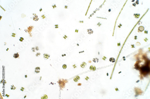Freshwater aquatic plankton under microscope view © tonaquatic