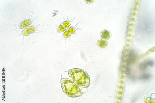 Freshwater aquatic plankton under microscope view photo