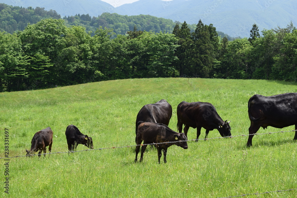 高原牧場の牛の群れ