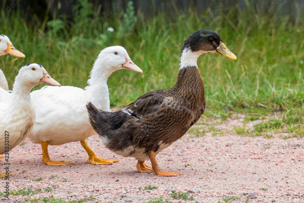 Obraz premium Ducks on green grass