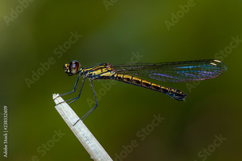 Image of Libellago lineata lineata dragonfly (Rhinocypha fenestrella) on dry branches. Family Chlorocyphidae. Insect. Animal,