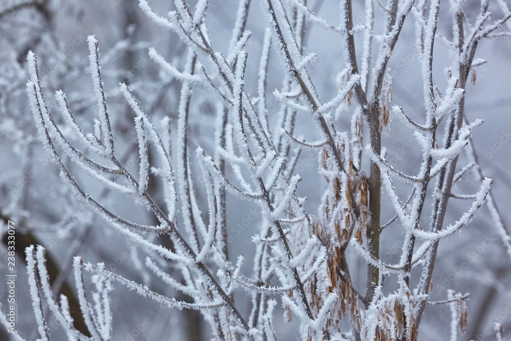Icy Frosted Branches