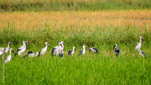 Image of Flocks open-billed stork or Asian openbill on nature background.. Wild Animals. Birds photo