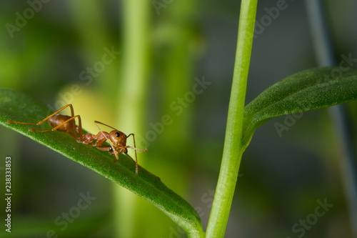 weaver red ant try to bite a small ant on green leaf