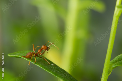 weaver red ant biting a little ant on green leaf
