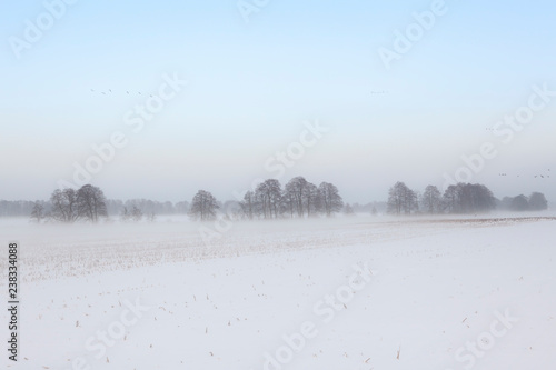 Wallpaper Mural Brandenburg Barnim Ruhlsdorf Marienwerder strenger Winter Winterlandschaft am Morgen Schnee Nebel, Morgennebel Tagesanbruch Wintermorgen Brandenburger Landschaft winterzeit schneedecke Winterferien Torontodigital.ca