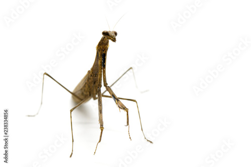Image of Praying mantis (Stagmomantis carolina) on white background. Insect. Animal