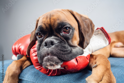 Boxer dog lying down with red boxing gloves.
