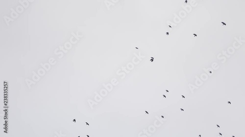 black birds fly in the evening sky photo