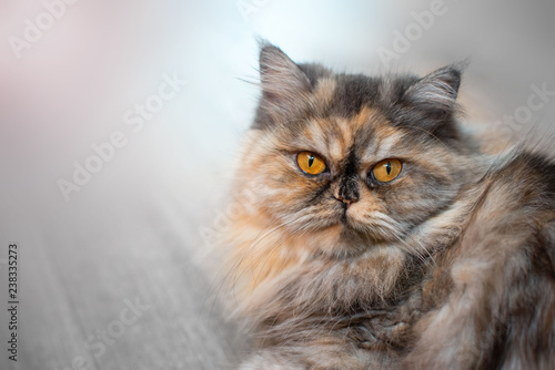 Fluffy colorful Persian cat on wooden background Beautiful home long-haired young cat