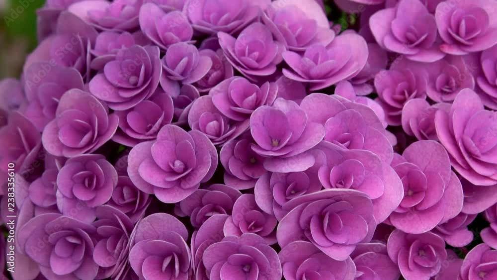 Closeup of the hydrangea flower, 4K Closeup of the hydrangea flower, 4K
