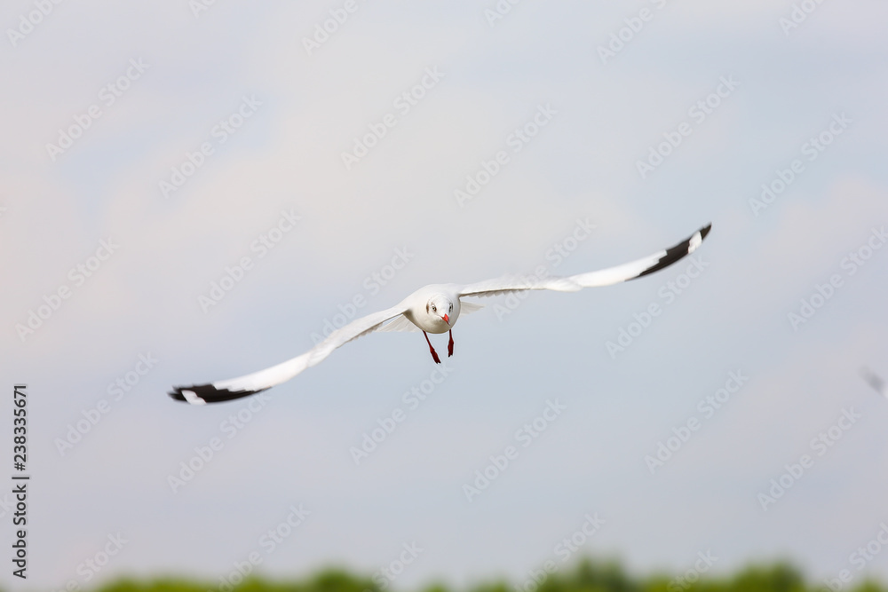 seagull in flight seagull in flight