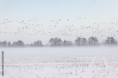 Brandenburg Barnim Winter Wildgänse Winterlandschaft am Morgen, Schnee, Nebel, Morgennebel, Tagesanbruch