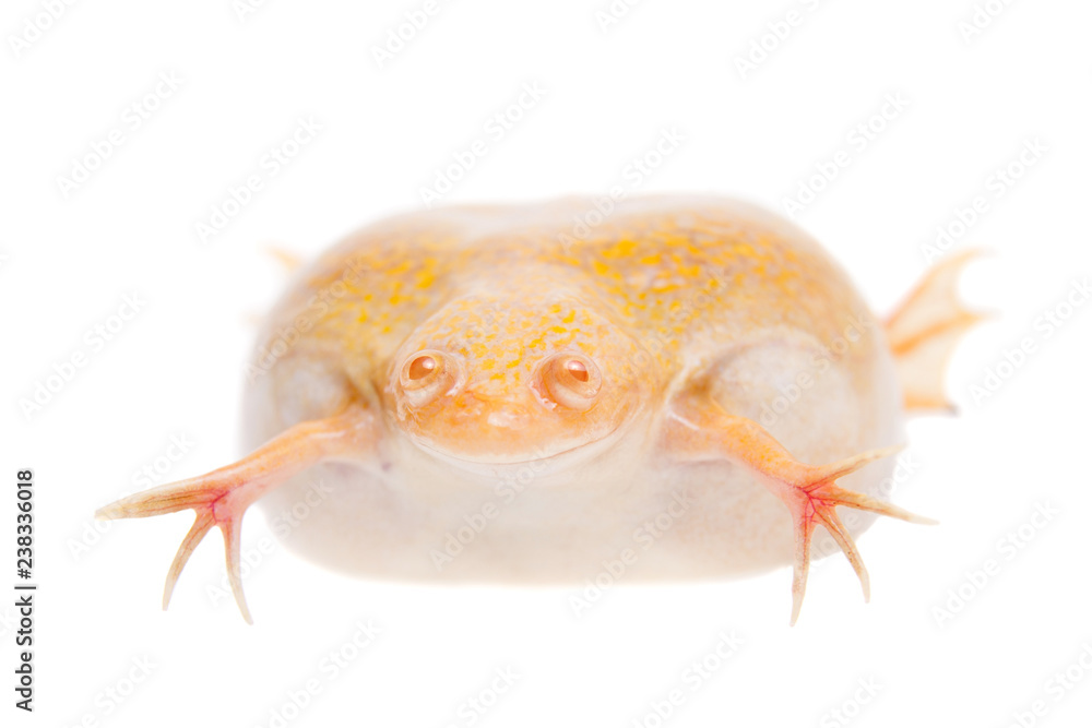 Obraz premium Albino african clawed frog on white background