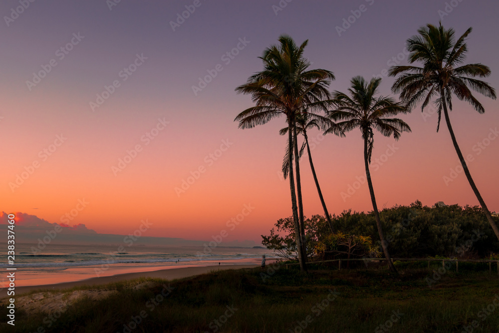 palm trees palm trees