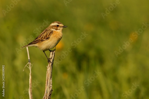 Whinchat, Saxicola rubetra