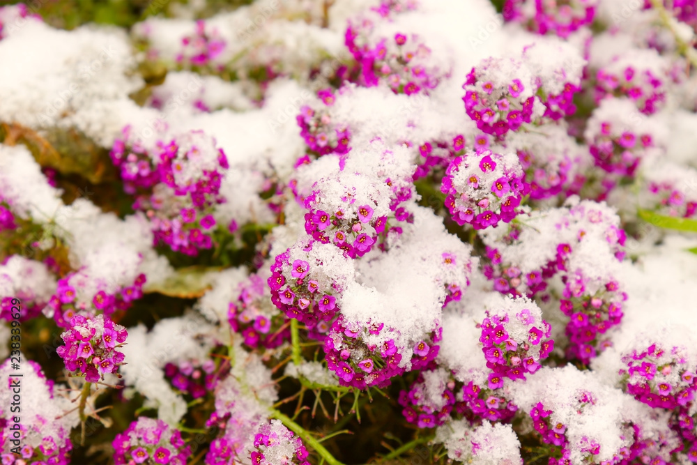 Obraz premium Small pink flowers under the fresh snow