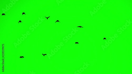 crows fly from the bottom up at close range