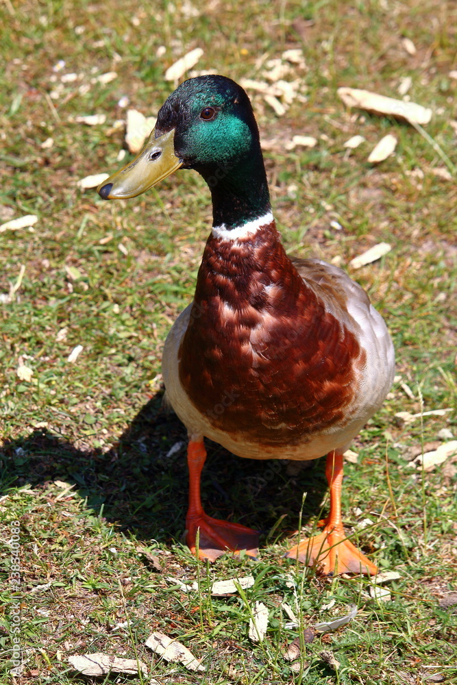 Portrait of wild duck in its natural surroundings Portrait of wild duck in its natural surroundings