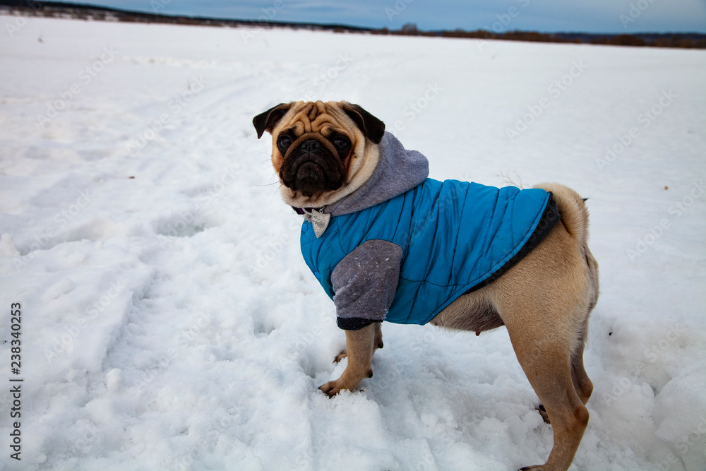 Dog walks in the winter.