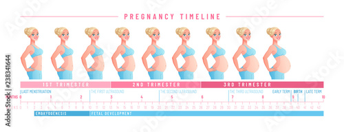Pregnancy timeline by weeks. Isolated vector illustration.