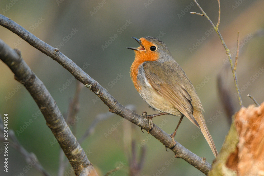 European Robin / Erithacus rubecula European Robin / Erithacus rubecula