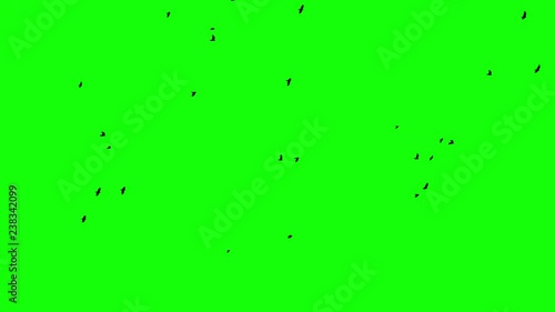 A flock of black birds flies from left to right to the green screen